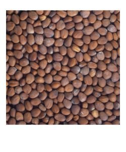 Sprouting seeds - Daikon Radish BIO, 100 g